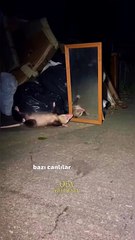 Tehlike yaklaştığında ölü taklidi yapan canlılar Keseli sıcan