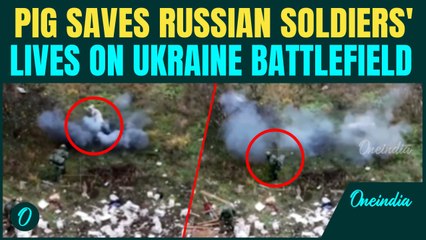 Russians Saved by a PIG: Drone Footage Shows Pig Detonating Land Mine and Saving Two Soldiers
