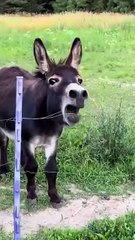 Donkey-falls-on-its-back-and-starts-laugh#donkey#funny#short#video