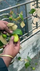 Harvesting Fresh Jujubes from My Terrace Garden