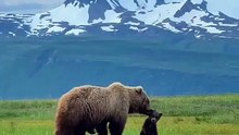 A Walk in the Wild: Mama Bear and Cubs Against an Epic Landscape