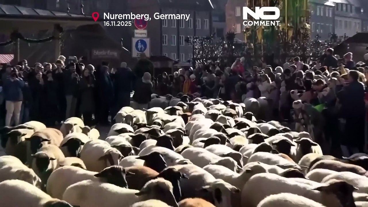 Schafherden ziehen durch deutsche Städte zu den Winterweiden