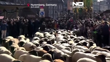 Des troupeaux de moutons traversent des villes allemandes pour les pâturages d'hiver