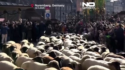 Alemanha: rebanhos de ovelhas atravessam cidades rumo a pastagens de inverno