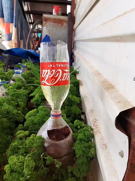 curly parsley in a bottle