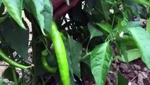 Long pepper harvest