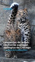 Leopardas de Amur: Cachorras exploran zoológico de Chicago