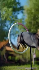 Completed. She was a genius dog trainer hired at a high price to train a spoiled young master, only to discover that he had eight-pack abs, was aloof and arrogant. Using her dog training principles, she made him completely obedient. Their relationship qui