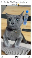 The Cat Who Watches Everything Carefully