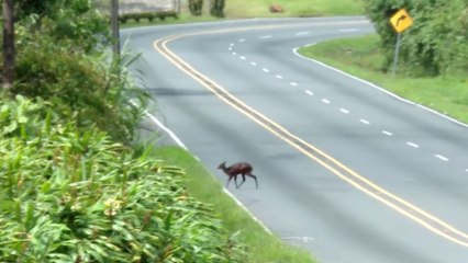 tn7-Venado aprovecha cierre de Ruta 32 para caminar y alimentarse a la orilla de la carretera-161125