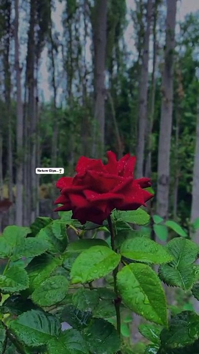 VID-20RedRose