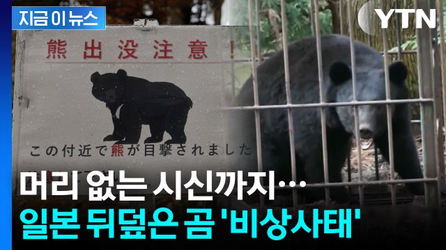 곰이 진화하고 있다 ...먹이 사슬 붕괴, 일본 전역에 비상 경보 지금이뉴스] / YTN