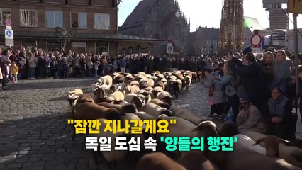 [나우쇼츠] "잠깐 지나갈게요"...독일 도심 속 양들의 행진 / YTN