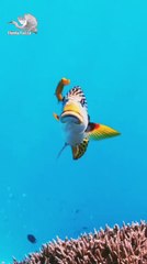 From a distance, it looks like a fish being carried