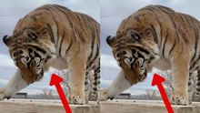 Video captures the shocking behavior of a tiger