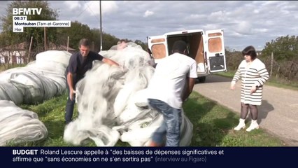 Tarn-et-Garonne: les arboriculteurs donnent leur filet anti-grêle pour en faire des protections contre les drones en Ukraine