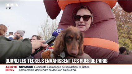 Pour la "Paris Sausage Walk", jusqu'à 2.500 teckels ont défilé dans les rues de la capitale