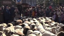 [영상] 독일 뉘른베르크 도심에 나타난 양 떼 / YTN
