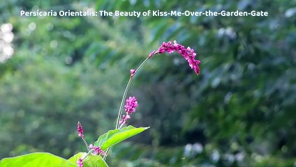 Kiss-Me-Over-the-Garden-Gate: A Simple Guide to Persicaria Orientalis