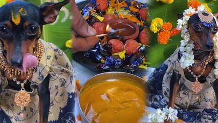 Bengaluru में Dog का Baby Shower Celebration Inside Video, Public Reaction Viral...