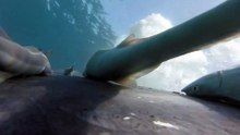rémoras 'surfam' em baleia