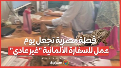 قطة مصرية تجعل يوم عمل للسفارة الألمانية "غير عادي"