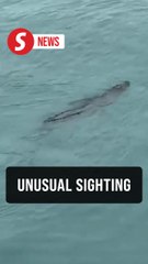 Ship workers stunned by crocodile near Kemaman vessels