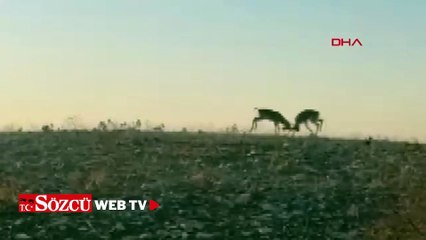 Dağ ceylanlarının kafa kafa verdiği mücadele kamerada