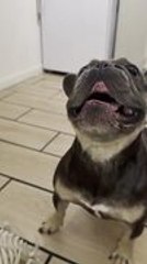 French Bulldog Gets Jealous When Owner Gives Treat to Skeleton Toy Dog