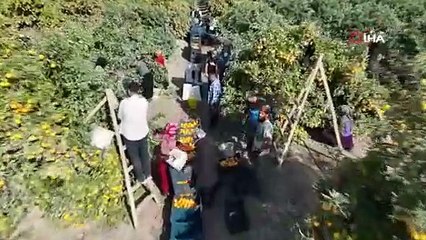 Türkiye'nin c vitamini deposu şifa kaynağında kriz var: Fiyatı 3 TL'ye kadar düştü!