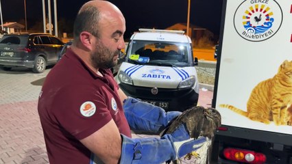 Sinop'ta yaralı bulunan şahin tedavi altında