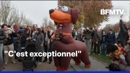 Quelque 2.500 teckels ont défilé dans les rues de la capitale pour la "Paris Sausage Walk"