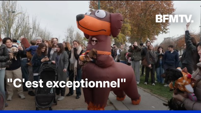 Quelque 2.500 teckels ont défilé dans les rues de la capitale pour la Paris Sausage Walk