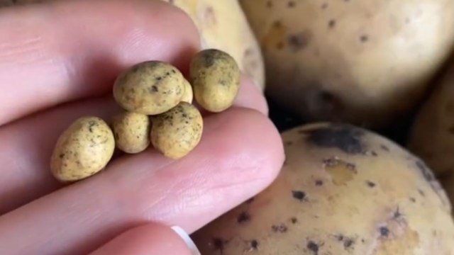Artist crafts clay miniature potatoes with hyperrealistic handmade details