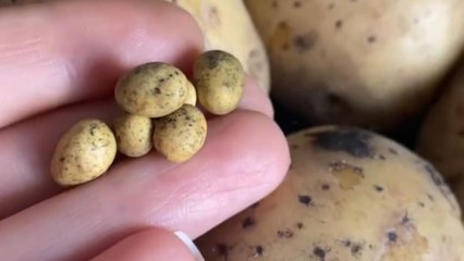 Artist crafts  clay miniature potatoes with hyperrealistic handmade details