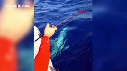 Amatör balıkçının oltasına köpek balığı takıldı