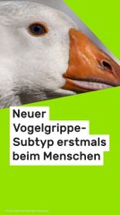 No Glomex H5N5-Infektion in den USA: Neuer Vogelgrippe-Subtyp erstmals beim Menschen nachgewiesen