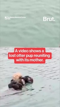 A rescued baby otter was reunited with its mother.