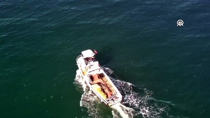 Sinop'ta yunusun balık avı kamerada