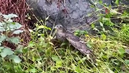 Rize’de atmacalar bıldırcın avında yarıştı