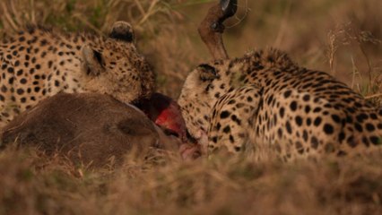 Two cheetahs feast on deer with their faces covered in blood
