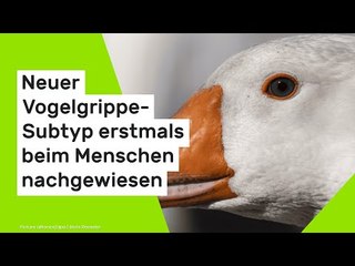 H5N5-Infektion in den USA: Neuer Vogelgrippe-Subtyp erstmals beim Menschen nachgewiesen