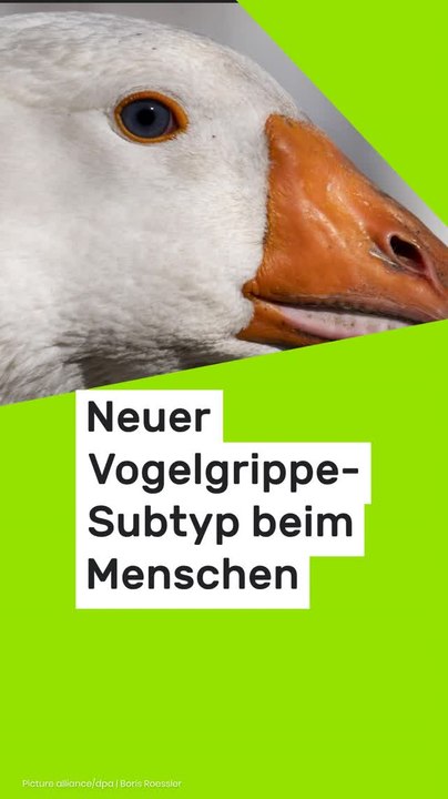 No Glomex H5N5-Infektion in den USA: Neuer Vogelgrippe-Subtyp erstmals beim Menschen nachgewiesen