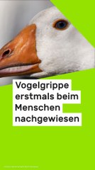 No Glomex H5N5-Infektion in den USA: Neuer Vogelgrippe-Subtyp erstmals beim Menschen nachgewiesen