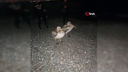 Dünyaca ünlü sahilde pelikan şaşkınlığı