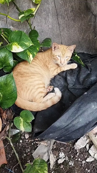 Cute Orange Kitty Feeling Sick
