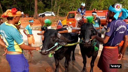 Buffalo blitz - Annual farming festival as Kambala race season takes off in Karnataka