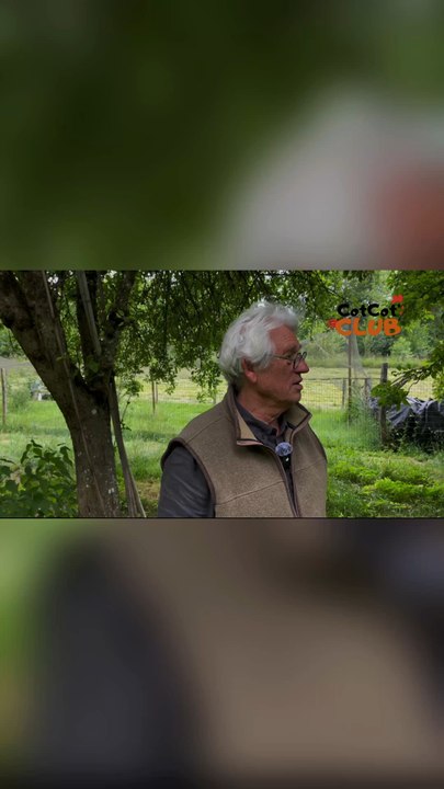 L'Agressivité Chez les Coqs et les Poules : Comprendre Leur Comportement