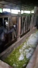 Falta de luz causa perdas a produtores de leite em região rural de Cascavel