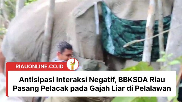 Antisipasi Interaksi Negatif, BBKSDA Riau Pasang Pelacak pada Gajah Liar di Pelalawan